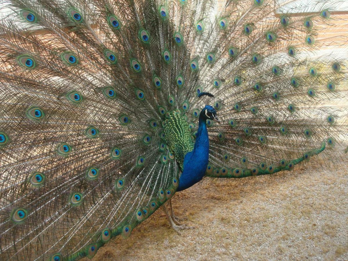Posada De La Costurera De 阿兰约兹 外观 照片